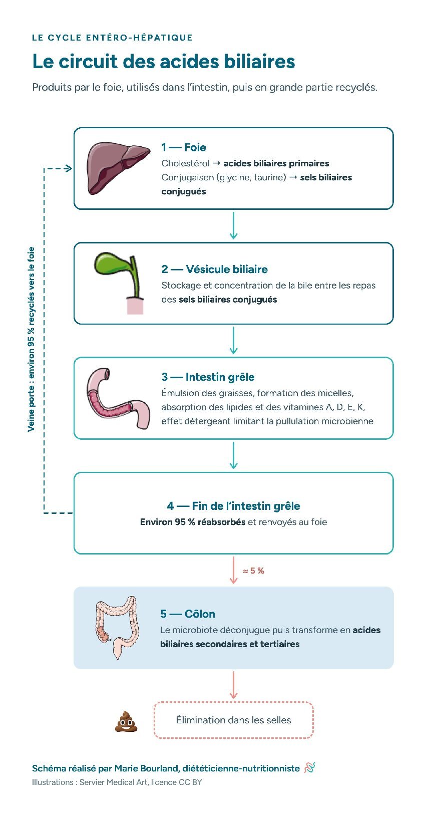 Le circuit des acides biliaires : foie, vésicule biliaire, intestin grêle, fin de l'intestin grêle avec environ 95 % réabsorbés et renvoyés au foie par la veine porte, côlon, élimination dans les selles