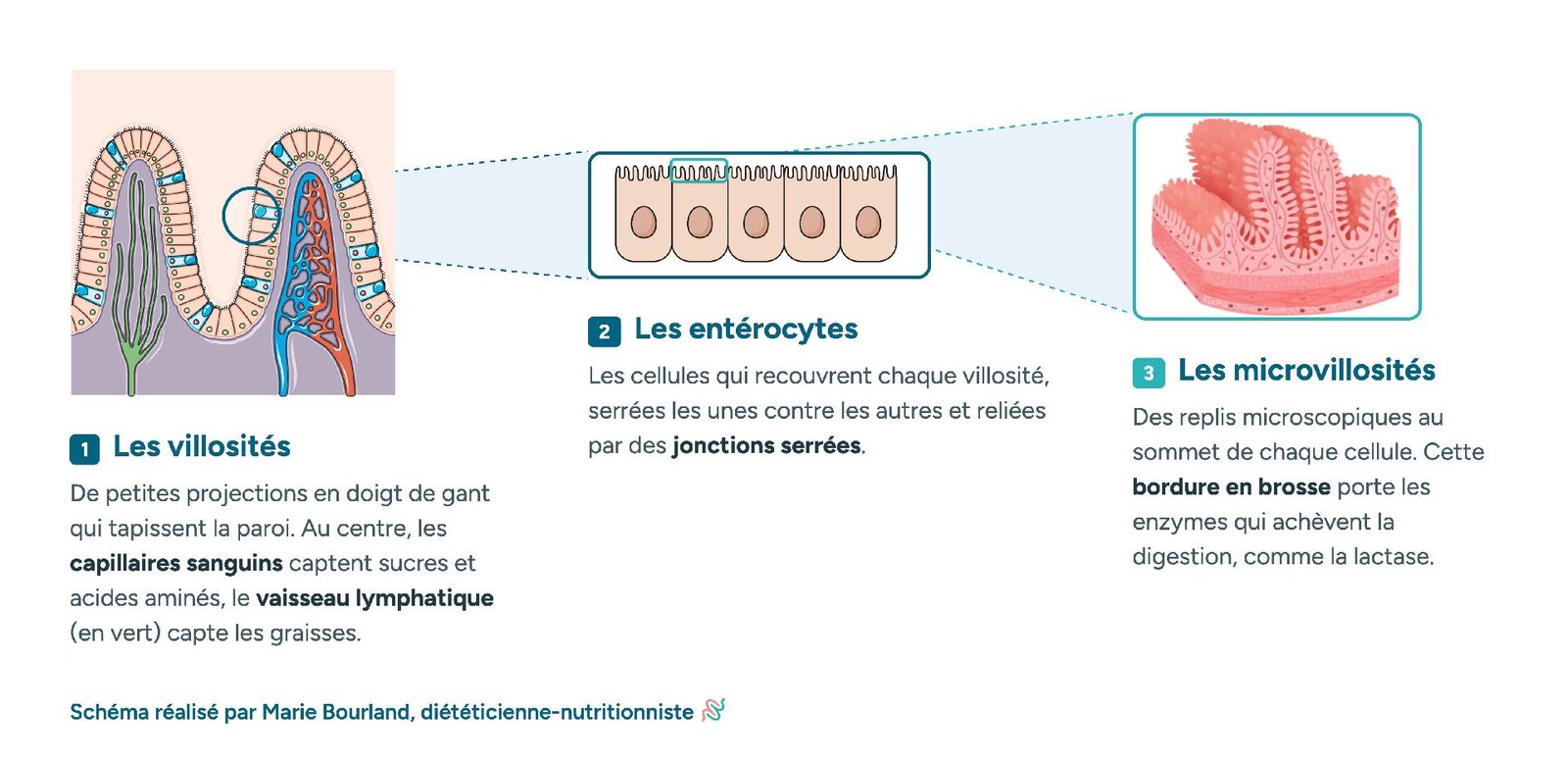 Schéma des villosités intestinales : villosités, entérocytes et microvillosités (bordure en brosse)