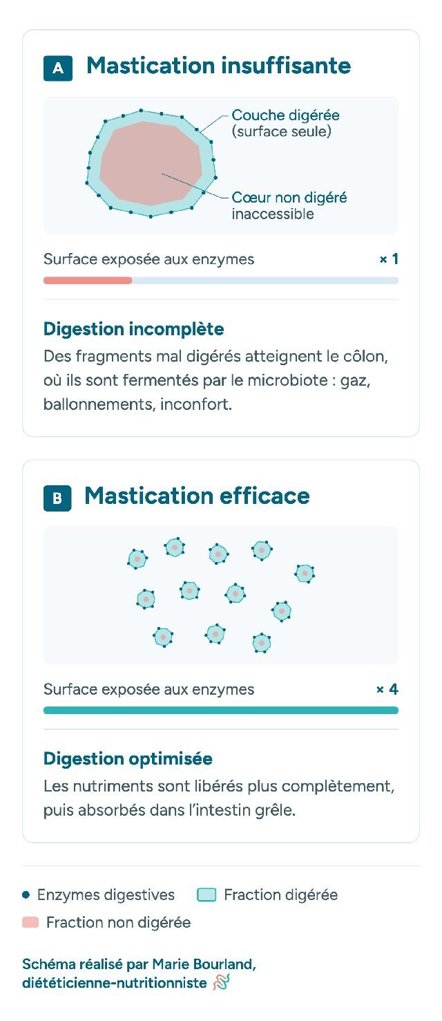 Mastication insuffisante : un gros fragment n'est digéré qu'en surface, surface exposée aux enzymes × 1. Mastication efficace : la même quantité en petits morceaux, surface exposée × 4, digestion optimisée.