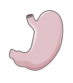 Estomac