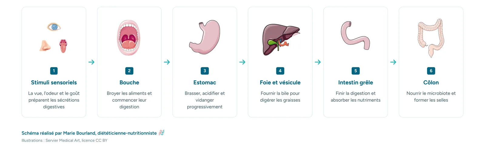 La digestion est une chaîne : stimuli sensoriels, bouche, estomac, foie et vésicule, intestin grêle, côlon